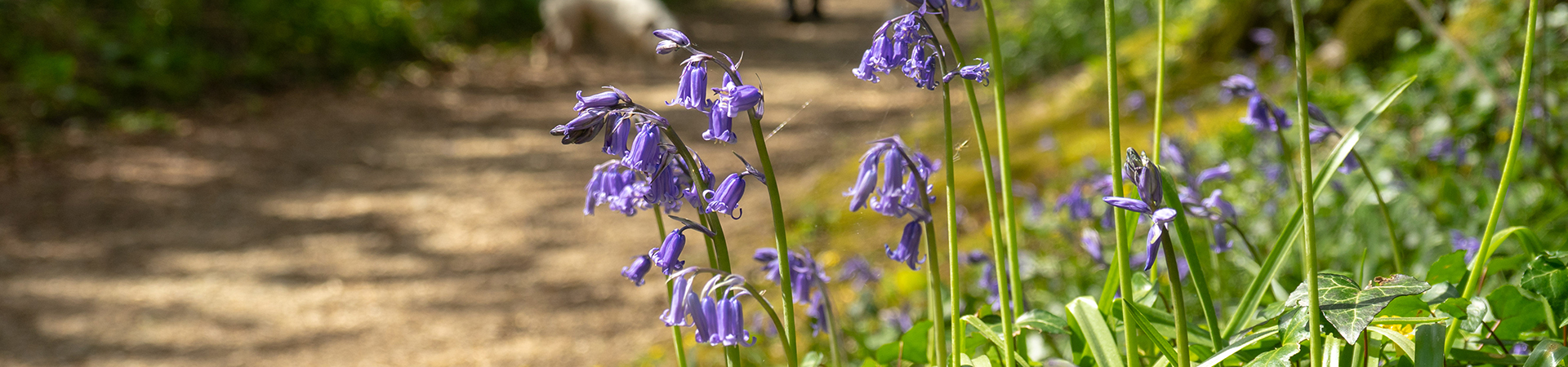 Constantine Cottages