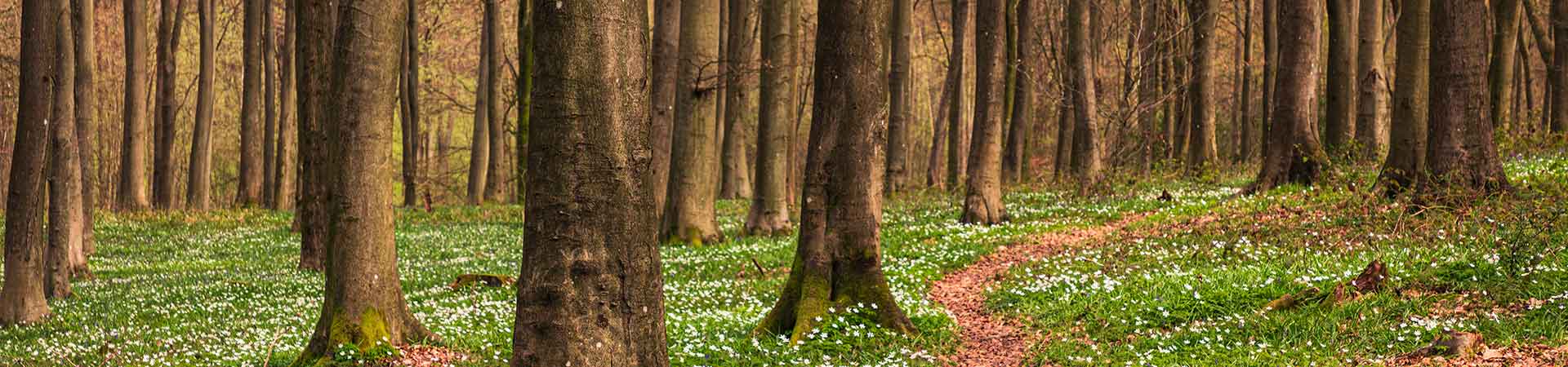 Cottages in Haywards Heath