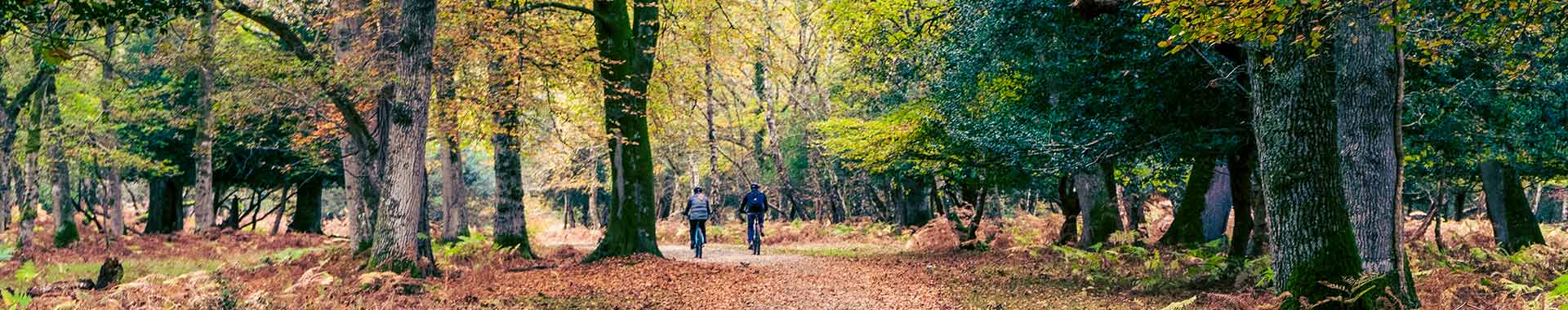 Cottages in the New Forest