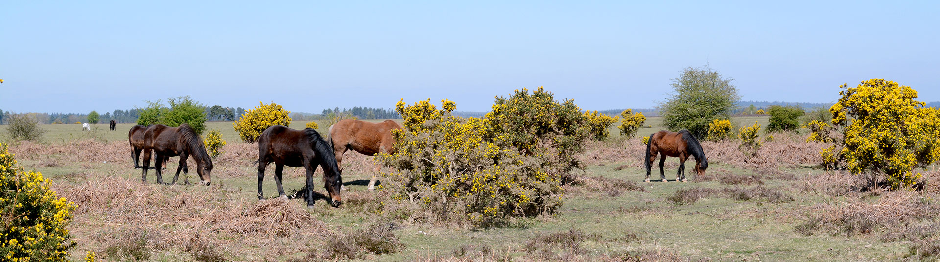 Cottages in Hampshire and New Forest 